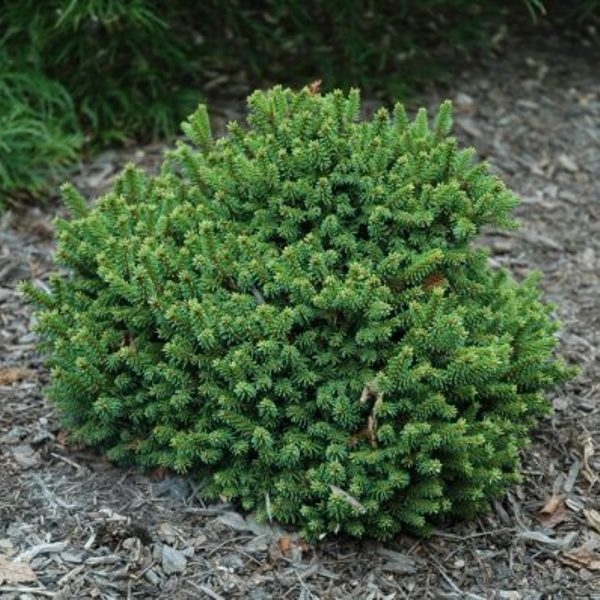 Ялина карликова Баррі Picea abies Barryi Ялина карликова Баррі Picea abies Barryi - Зображення 2