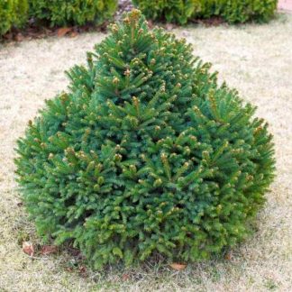 Ялина карликова Баррі Picea abies Barryi