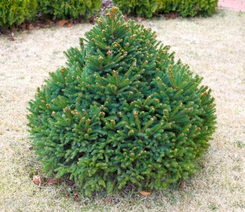 Ялина карликова Баррі Picea abies Barryi Ялина карликова Баррі Picea abies Barryi