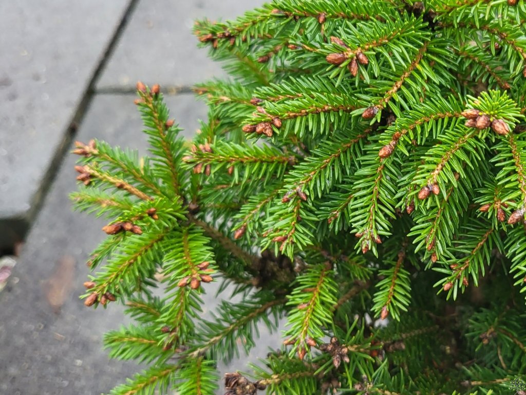 Ялина карликова Баррі Picea abies Barryi Ялина карликова Баррі Picea abies Barryi - Зображення 3