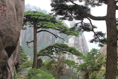 Насіння. Сосна Хуаншань Pinus Hwangshanensis ціна за 20 насінин