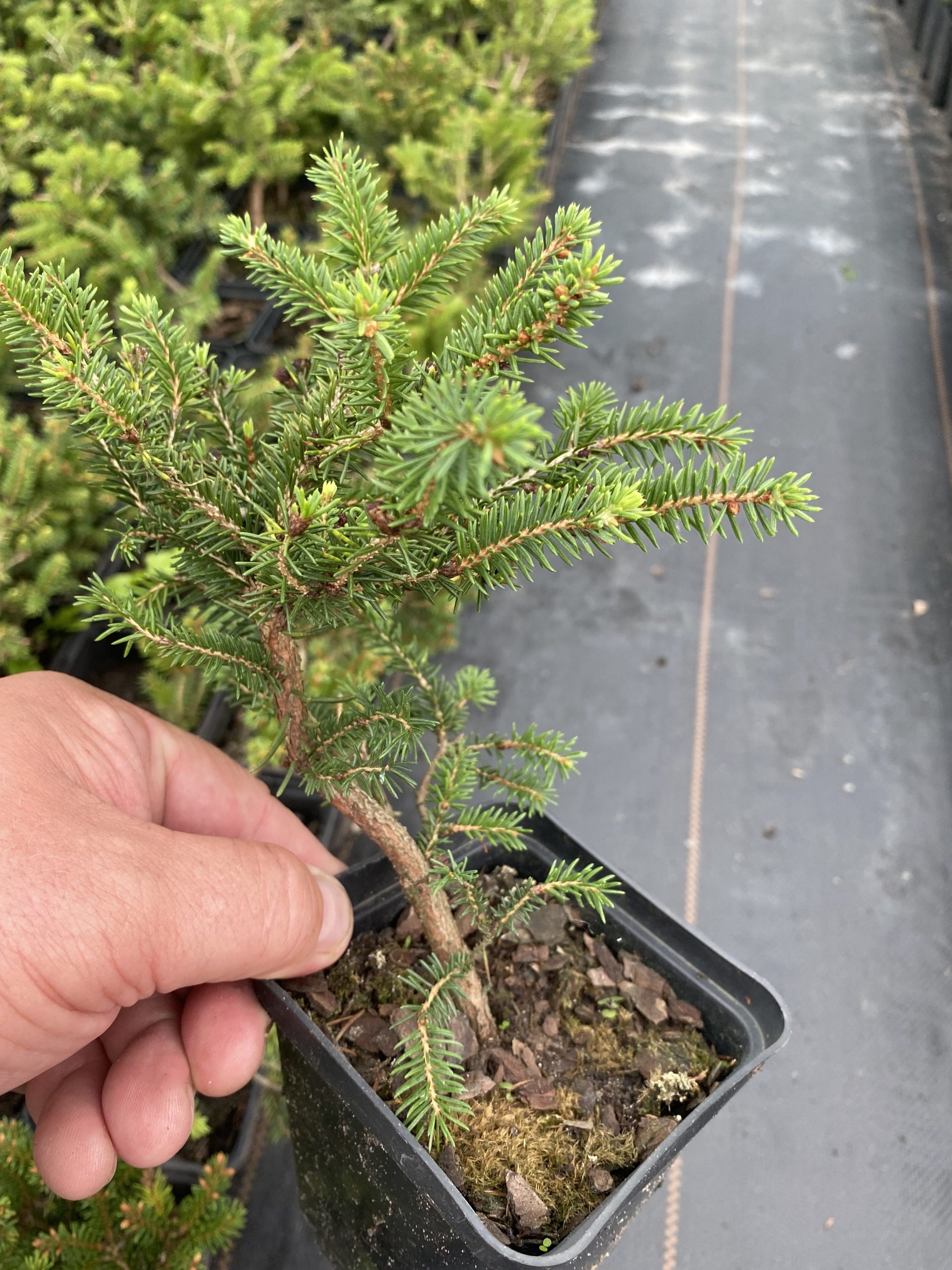 Ялина подушковидна Нідіформіс Picea abies Nidiformis Ялина подушковидна Нідіформіс Picea abies Nidiformis - Зображення 4