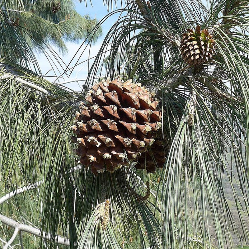 Сосна Сабіна Pinus sabiniana Сосна Сабіна Pinus sabiniana