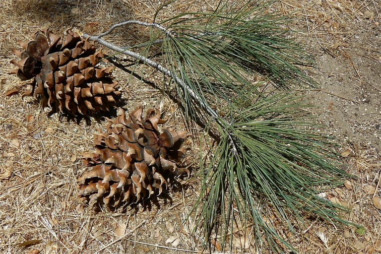 Сосна Сабіна Pinus sabiniana Сосна Сабіна Pinus sabiniana - Зображення 2