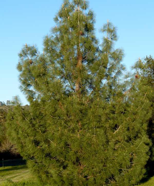 Сосна Сабіна Pinus sabiniana Сосна Сабіна Pinus sabiniana - Зображення 3