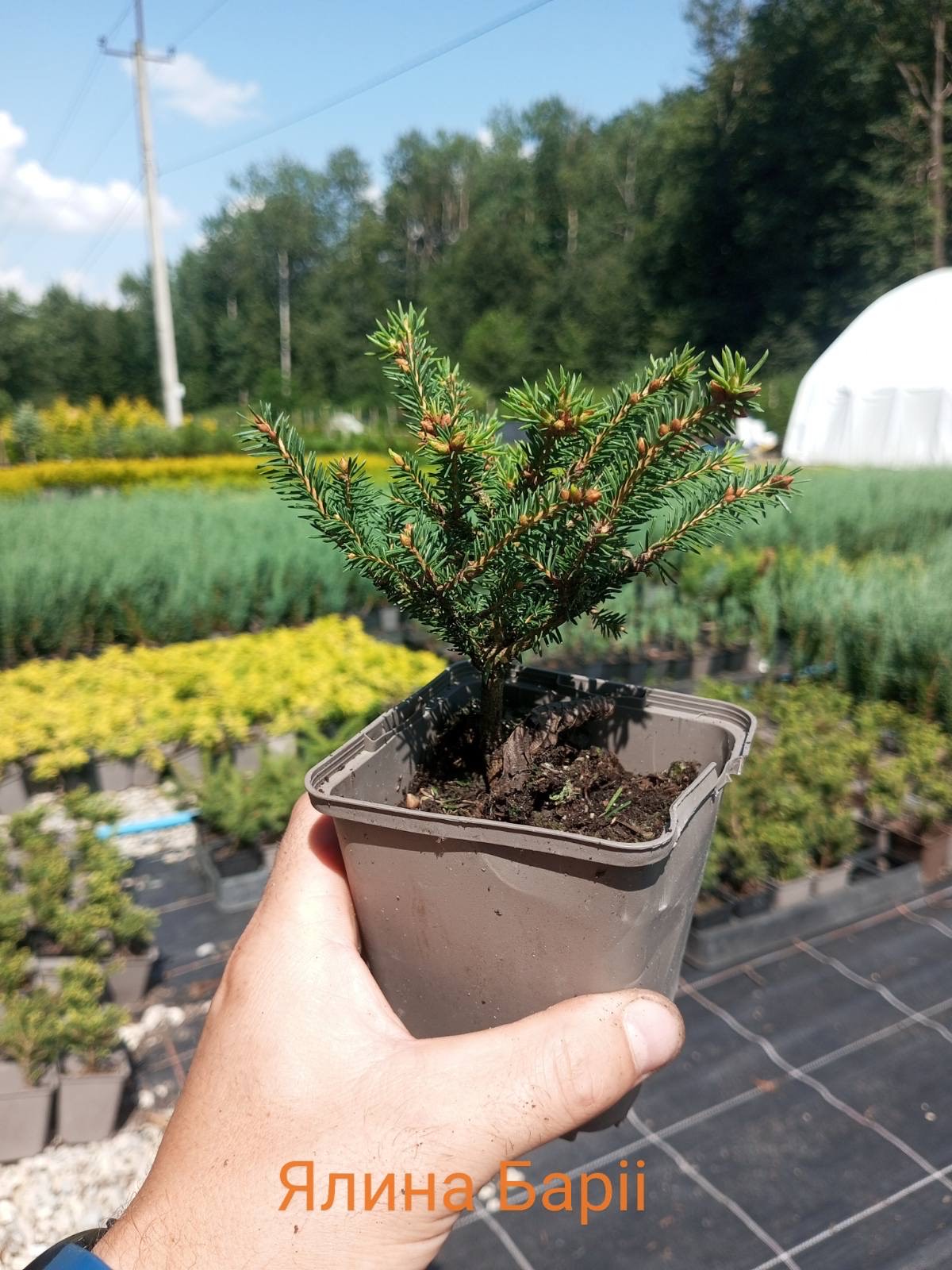 Ялина карликова Баррі Picea abies Barryi Ялина карликова Баррі Picea abies Barryi - Зображення 4