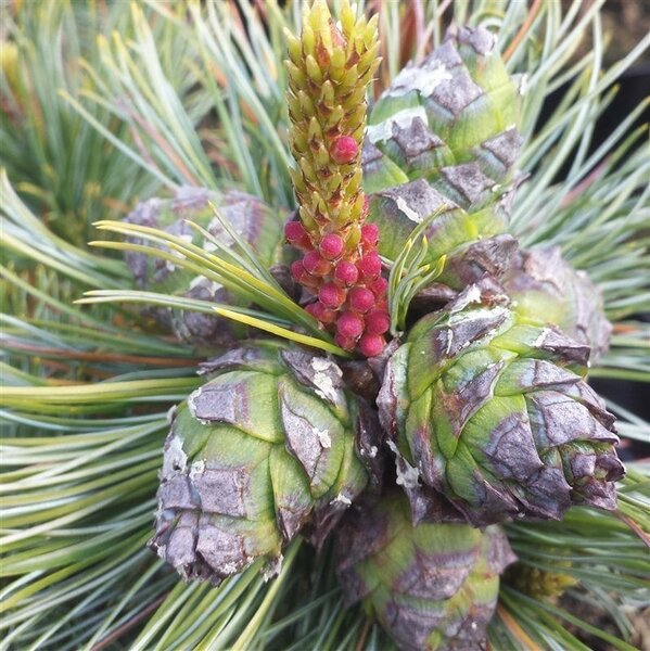 Вже в продажі! Кедровий сланець Pinus pumila Вже в продажі! Кедровий сланець Pinus pumila - Зображення 2
