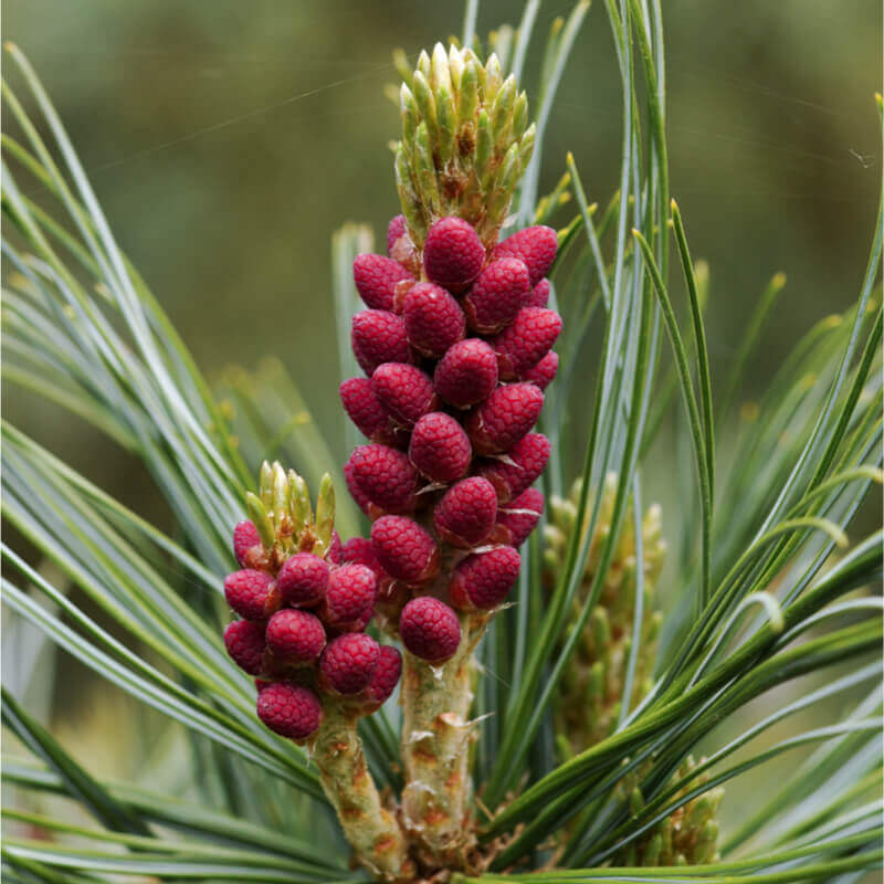 Вже в продажі! Кедровий сланець Pinus pumila Вже в продажі! Кедровий сланець Pinus pumila - Зображення 3