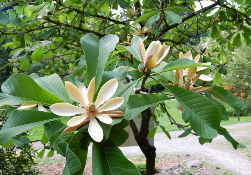 Магнолія лікарська Magnolia officinalis Магнолія лікарська Magnolia officinalis
