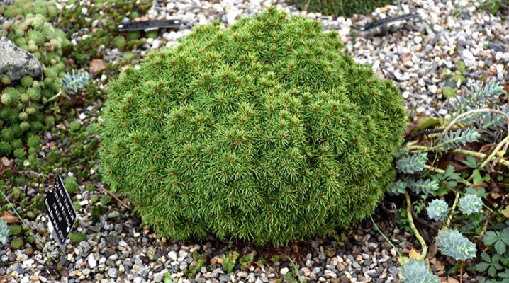 Ялина канадська Альберта Глобе Picea glauca Alberta Globe Ялина канадська Альберта Глобе Picea glauca Alberta Globe