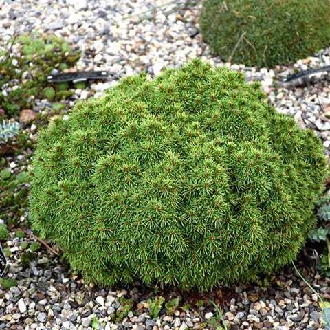 Ялина канадська Альберта Глобе Picea glauca Alberta Globe Ялина канадська Альберта Глобе Picea glauca Alberta Globe - Зображення 2