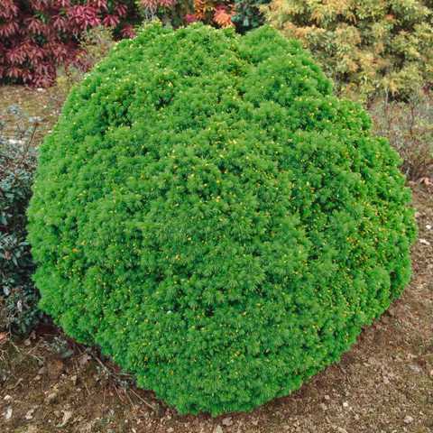 Ялина канадська Альберта Глобе Picea glauca Alberta Globe Ялина канадська Альберта Глобе Picea glauca Alberta Globe - Зображення 3