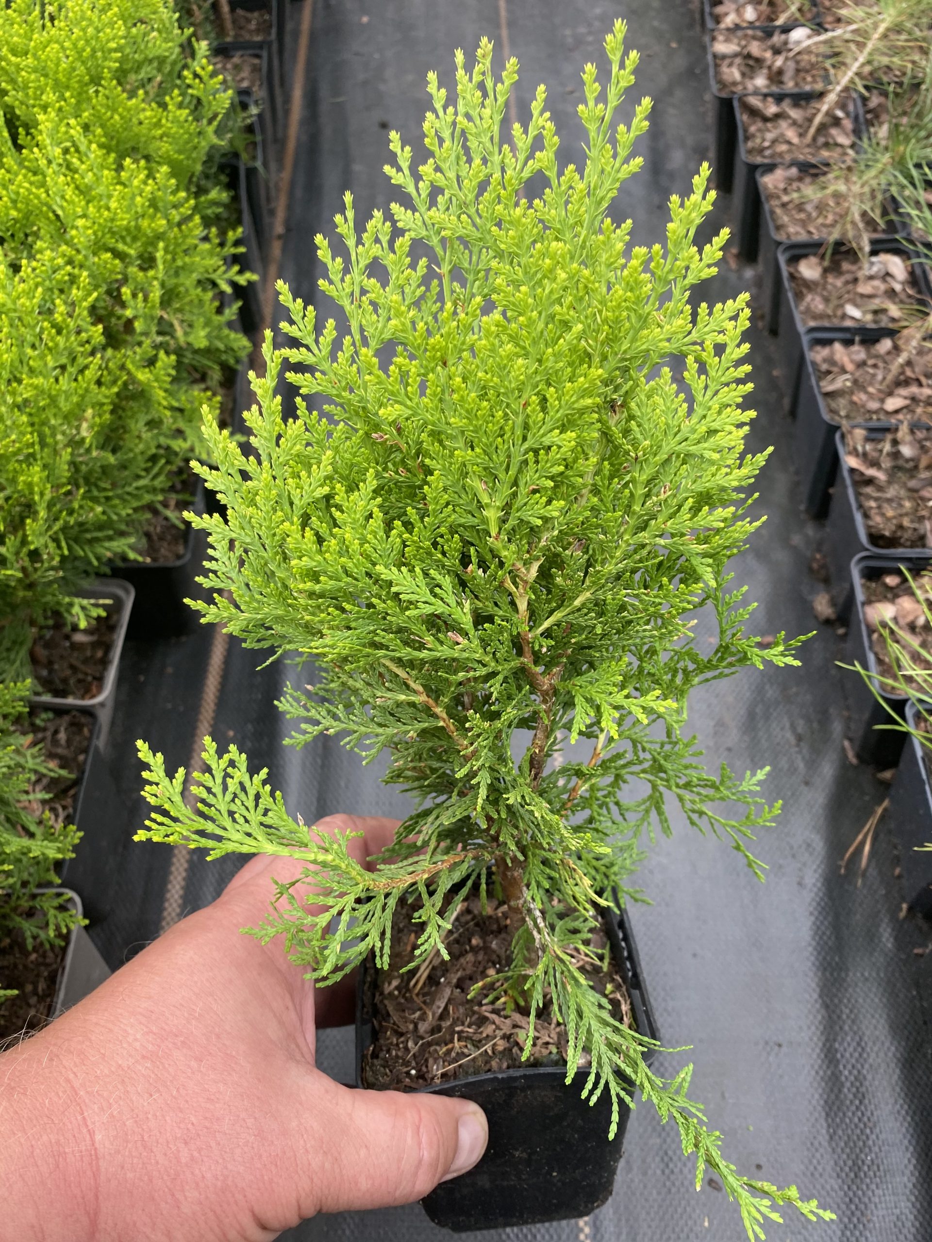 Туя східна Аурея Нана Platycladus orientalis Aurea Nana Туя східна Аурея Нана Platycladus orientalis Aurea Nana - Зображення 3