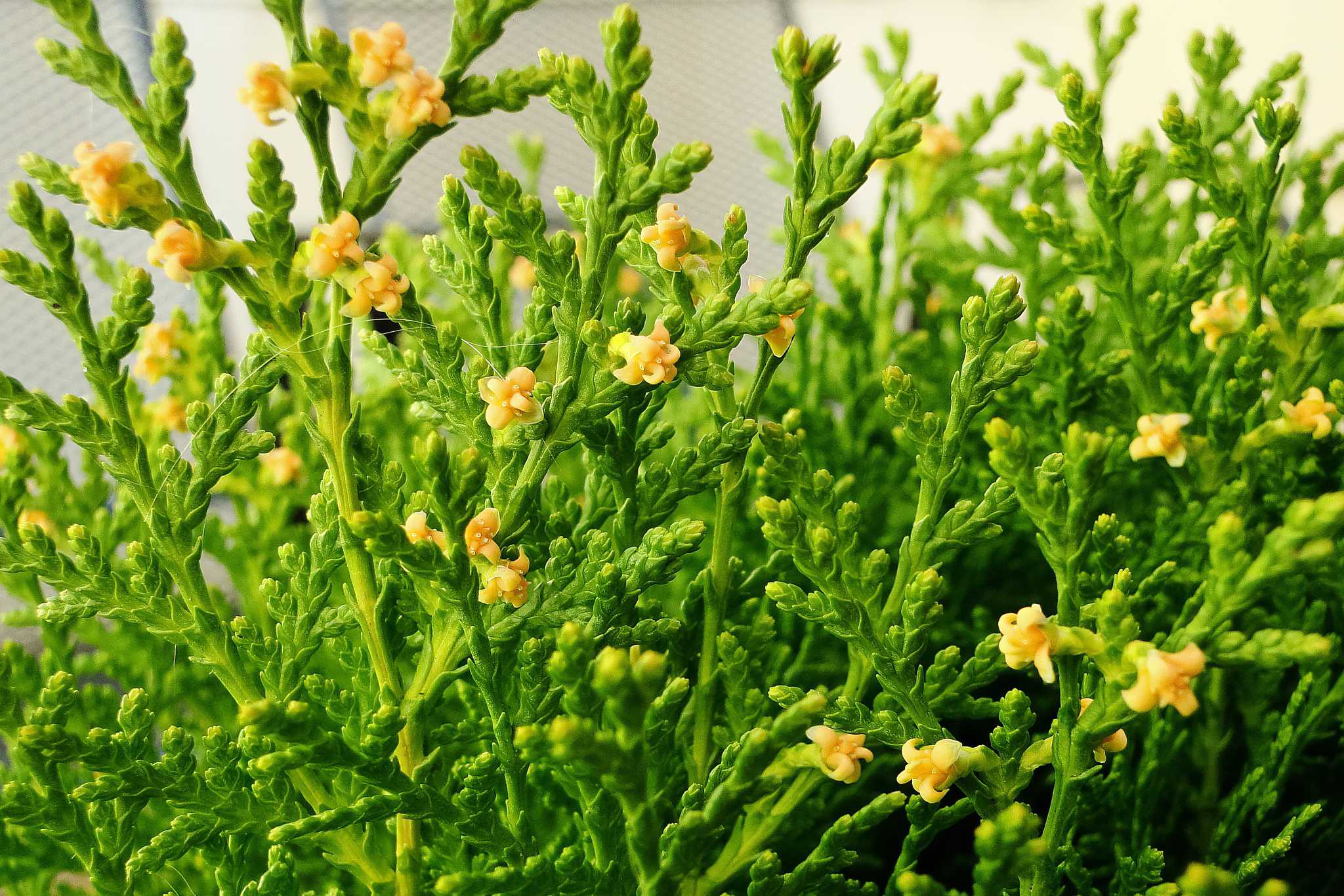 Туя східна Аурея Нана Platycladus orientalis Aurea Nana Туя східна Аурея Нана Platycladus orientalis Aurea Nana - Зображення 2