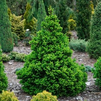 Ялина звичайна Вілс Цверг Picea abies Will’s Zwerg Ялина звичайна Вілс Цверг Picea abies Will's Zwerg