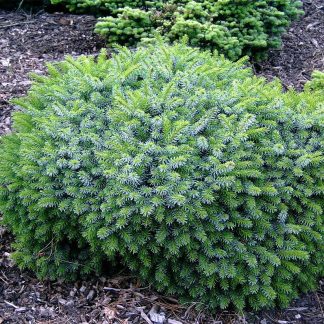 Новинка! Ялина сербська Карел Picea omorika 'Karel'