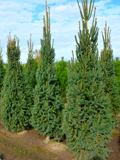 Ялина Купресіна Picea abies Cupressina Ялина Купресіна Picea abies Cupressina