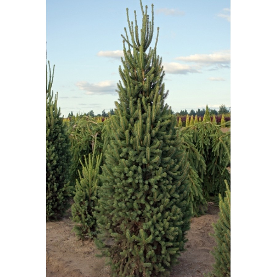 Ялина Купресіна Picea abies Cupressina Ялина Купресіна Picea abies Cupressina - Зображення 2
