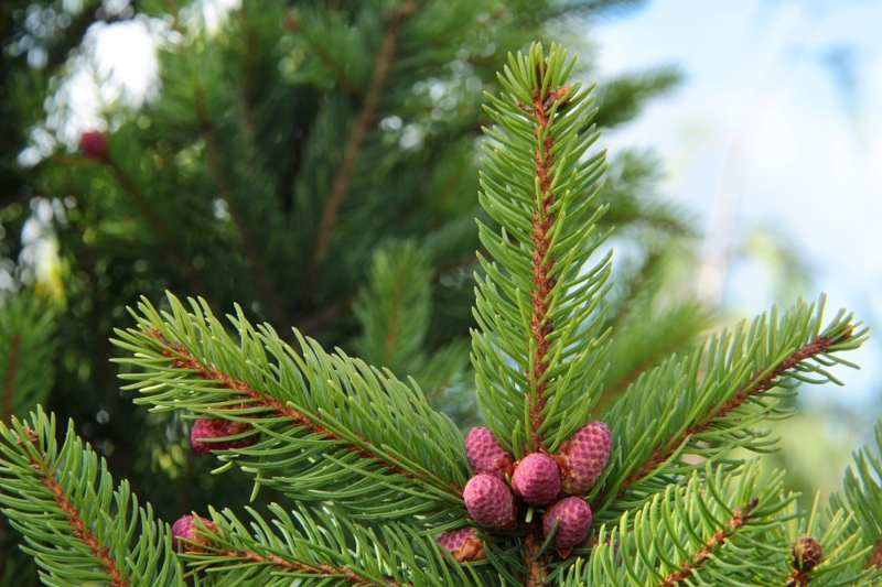 Ялина Купресіна Picea abies Cupressina Ялина Купресіна Picea abies Cupressina - Зображення 3