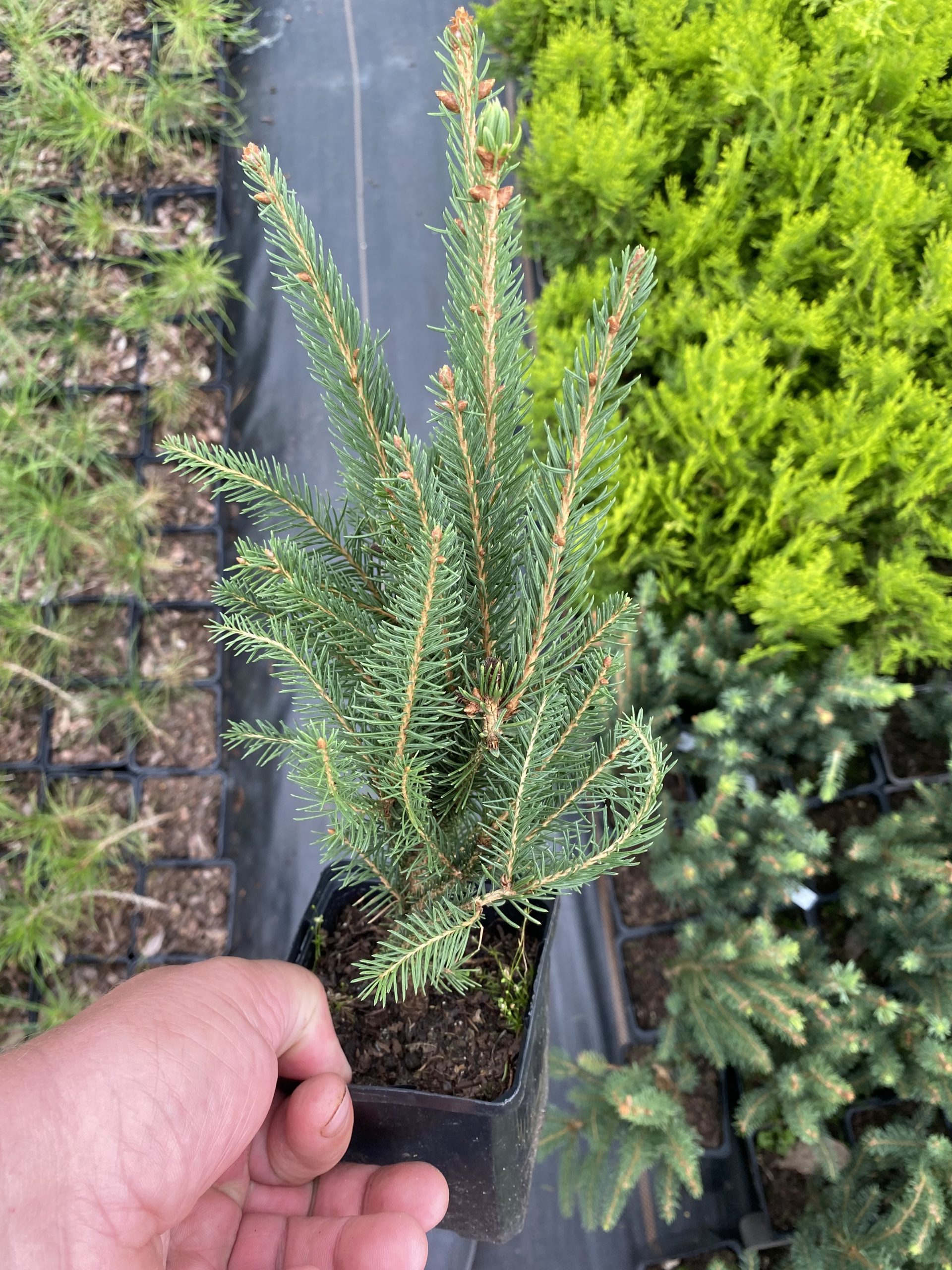 Ялина Купресіна Picea abies Cupressina Ялина Купресіна Picea abies Cupressina - Зображення 4