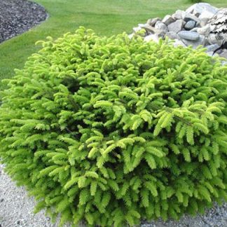 Ялина звичайна табуліформіс Picea abies Tabuliformis