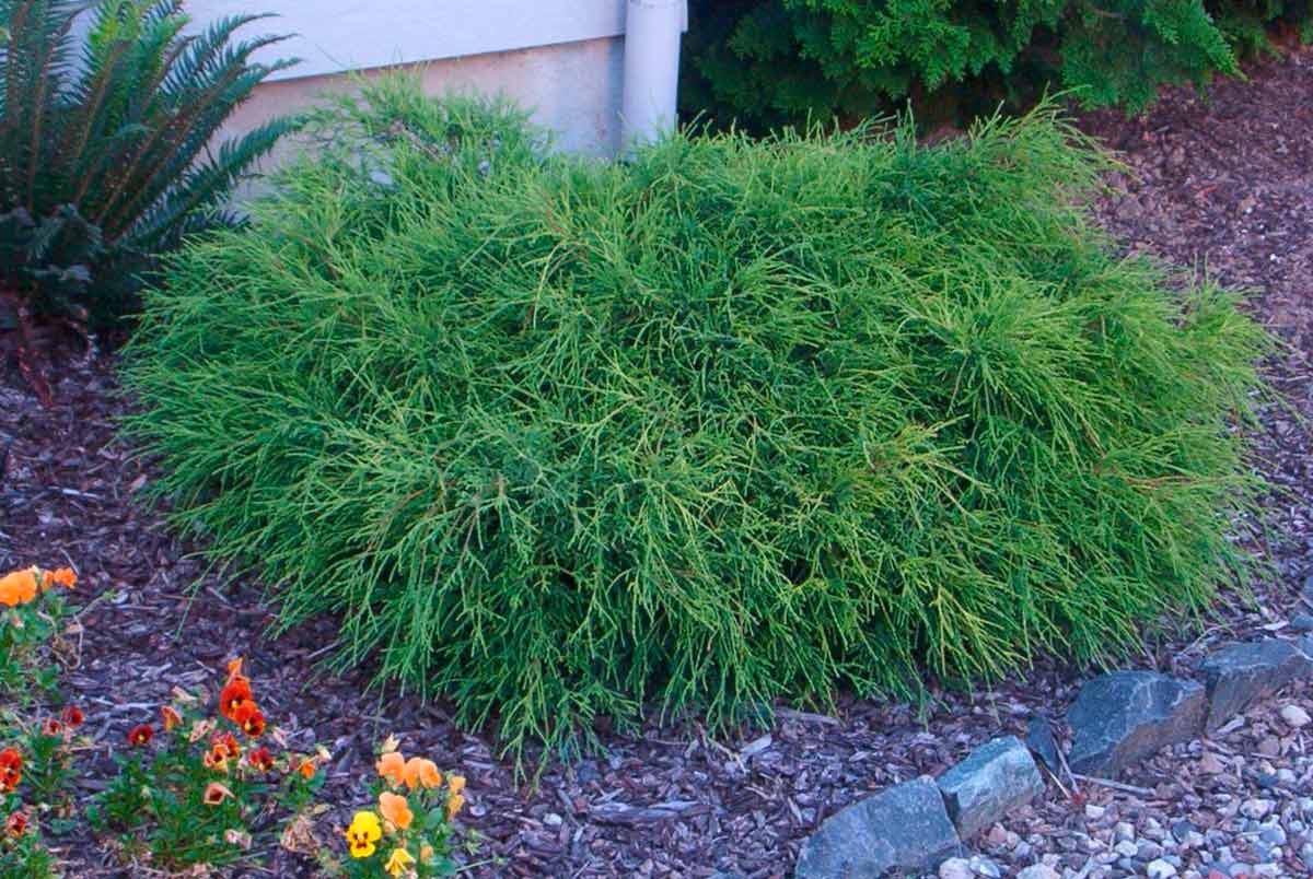 Кипарисовик горохоплідний Філіфера Нана Chamaecyparis pisifera Filifera Nana Кипарисовик горохоплідний Філіфера Нана Chamaecyparis pisifera Filifera Nana