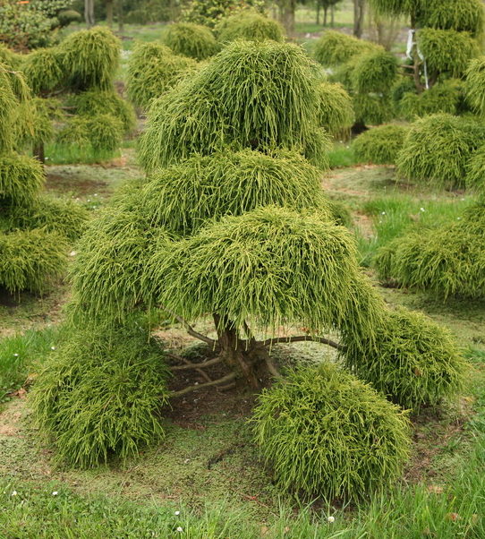 Кипарисовик горохоплідний Філіфера Нана Chamaecyparis pisifera Filifera Nana Кипарисовик горохоплідний Філіфера Нана Chamaecyparis pisifera Filifera Nana - Зображення 2