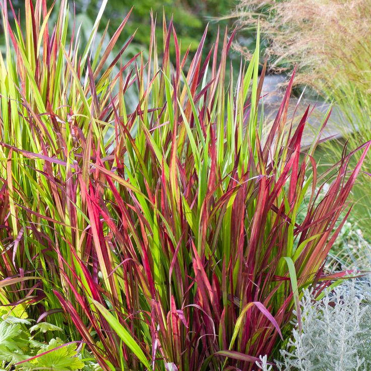 Імперата циліндрична Ред Барон Imperata cylindrica ‘Red Baron’ Імперата циліндрична Ред Барон Imperata cylindrica ‘Red Baron’