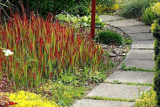 Імперата циліндрична Ред Барон Imperata cylindrica ‘Red Baron’ Імперата циліндрична Ред Барон Imperata cylindrica ‘Red Baron’ - Зображення 2
