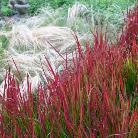 Імперата циліндрична Ред Барон Imperata cylindrica ‘Red Baron’ Імперата циліндрична Ред Барон Imperata cylindrica ‘Red Baron’ - Зображення 3