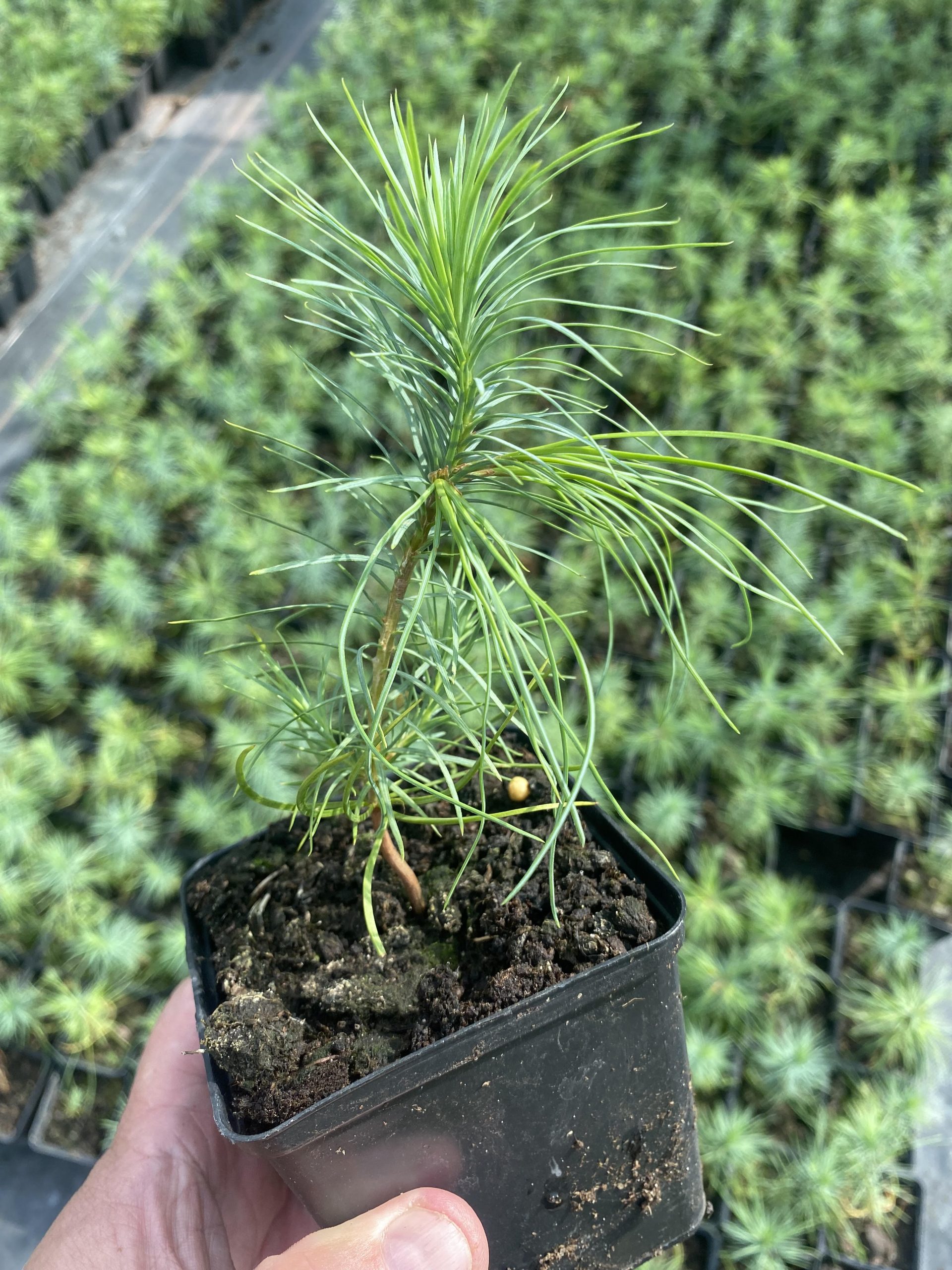 Акція! Ціна за 10 саджанців в горщику р9! Сосна біла Арманда Pinus armandii Акція! Ціна за 10 саджанців в горщику р9! Сосна біла Арманда Pinus armandii - Зображення 2