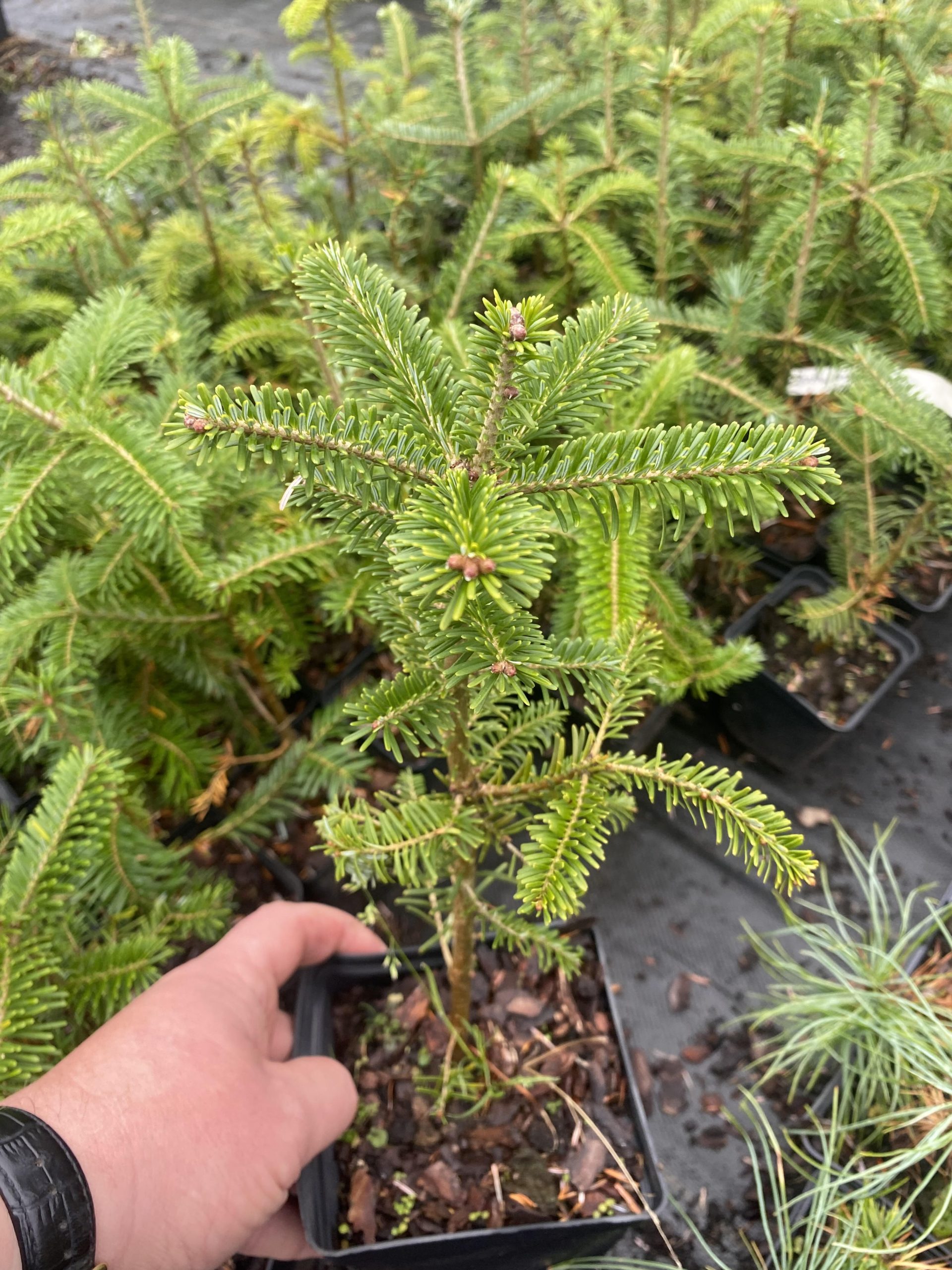 Ялиця віча Abies veitchii Ялиця віча Abies veitchii - Зображення 3