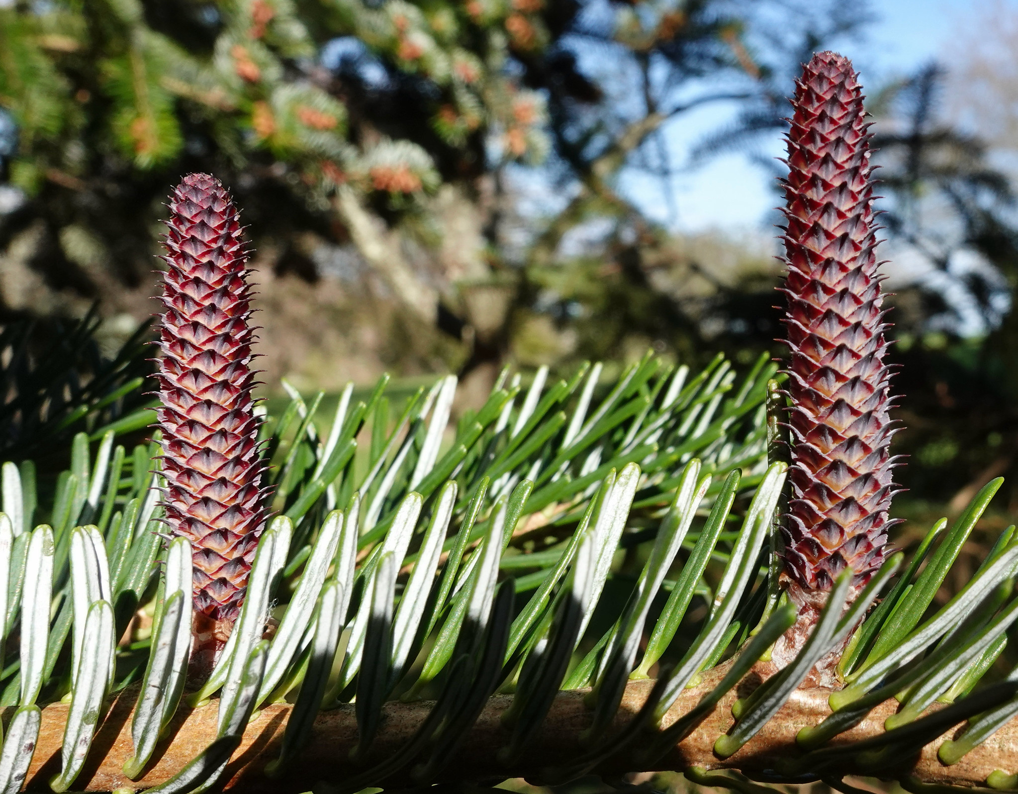 Ялиця віча Abies veitchii Ялиця віча Abies veitchii