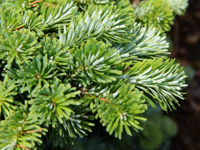 Ялиця віча Abies veitchii Ялиця віча Abies veitchii - Зображення 2