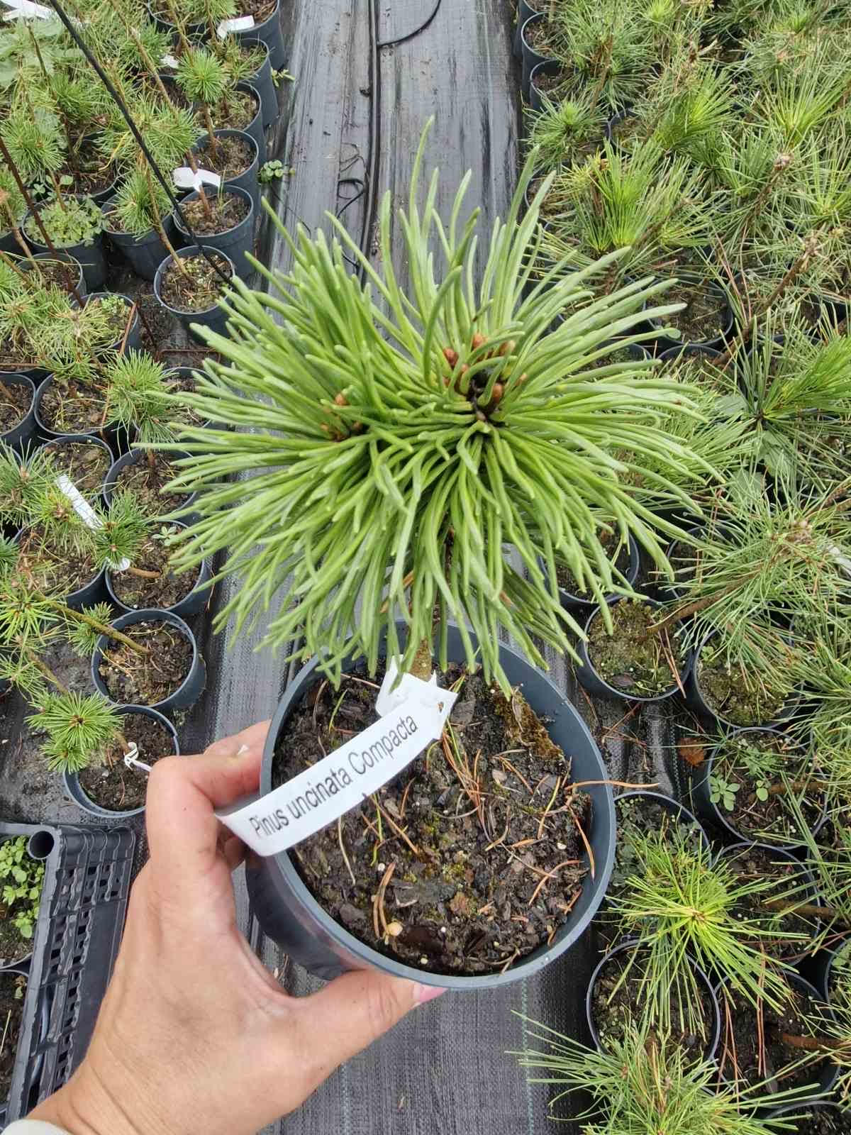 Новинка! Сосна гачкувата Компакта Pinus uncinata Compacta Новинка! Сосна гачкувата Компакта Pinus uncinata Compacta - Зображення 2