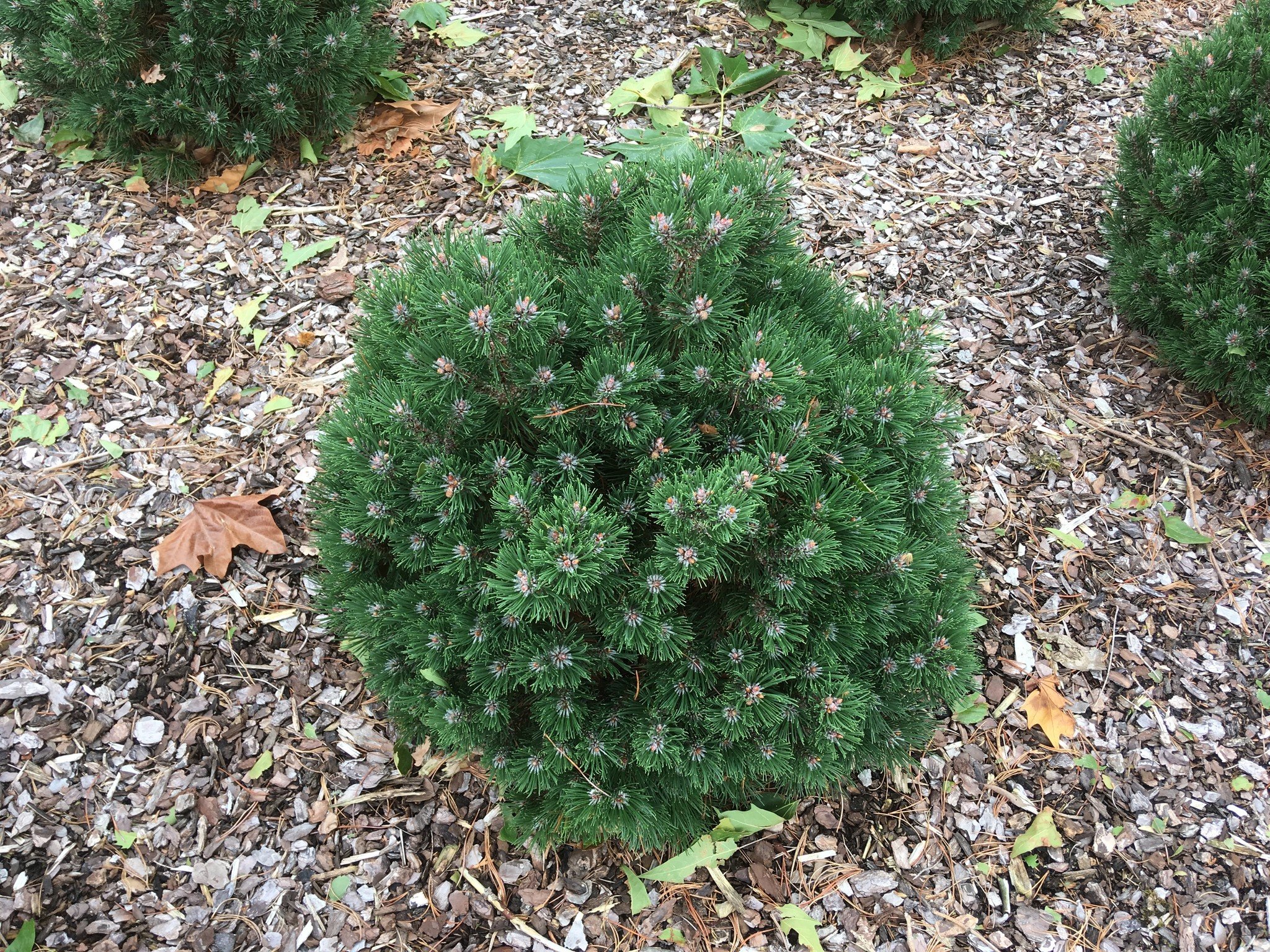 Новинка! Сосна гачкувата Компакта Pinus uncinata Compacta Новинка! Сосна гачкувата Компакта Pinus uncinata Compacta