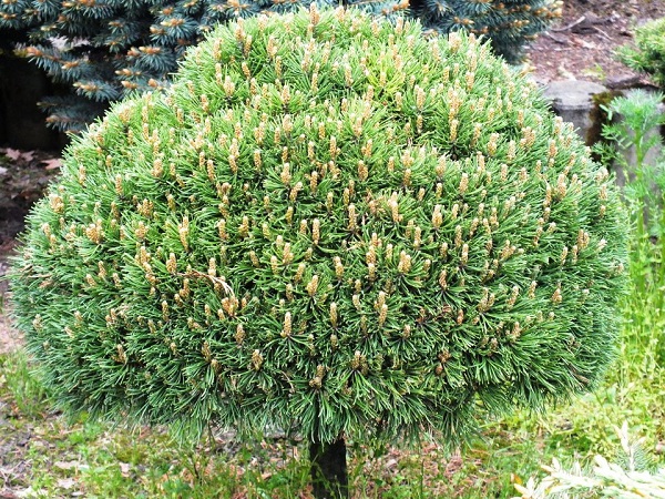 Новинка! Сосна гачкувата Компакта Pinus uncinata Compacta Новинка! Сосна гачкувата Компакта Pinus uncinata Compacta - Зображення 3