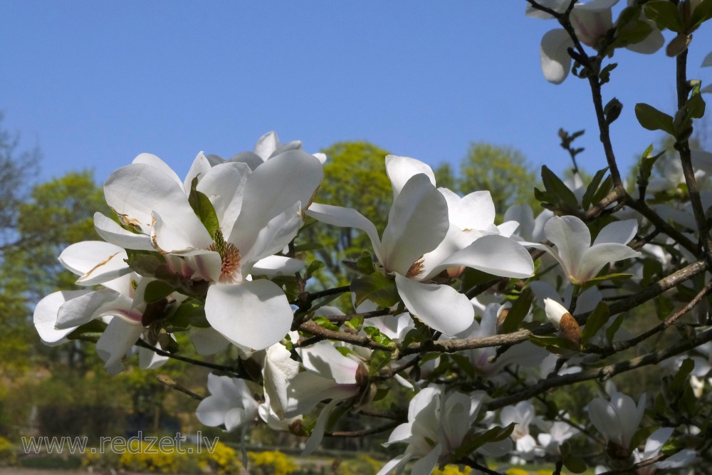 Насіння. Магнолія кобус magnolia kobus ціна за 50 насінин Насіння. Магнолія кобус magnolia kobus ціна за 50 насінин