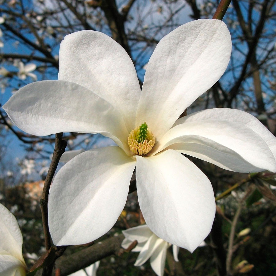 Насіння. Магнолія кобус magnolia kobus ціна за 50 насінин Насіння. Магнолія кобус magnolia kobus ціна за 50 насінин - Зображення 3