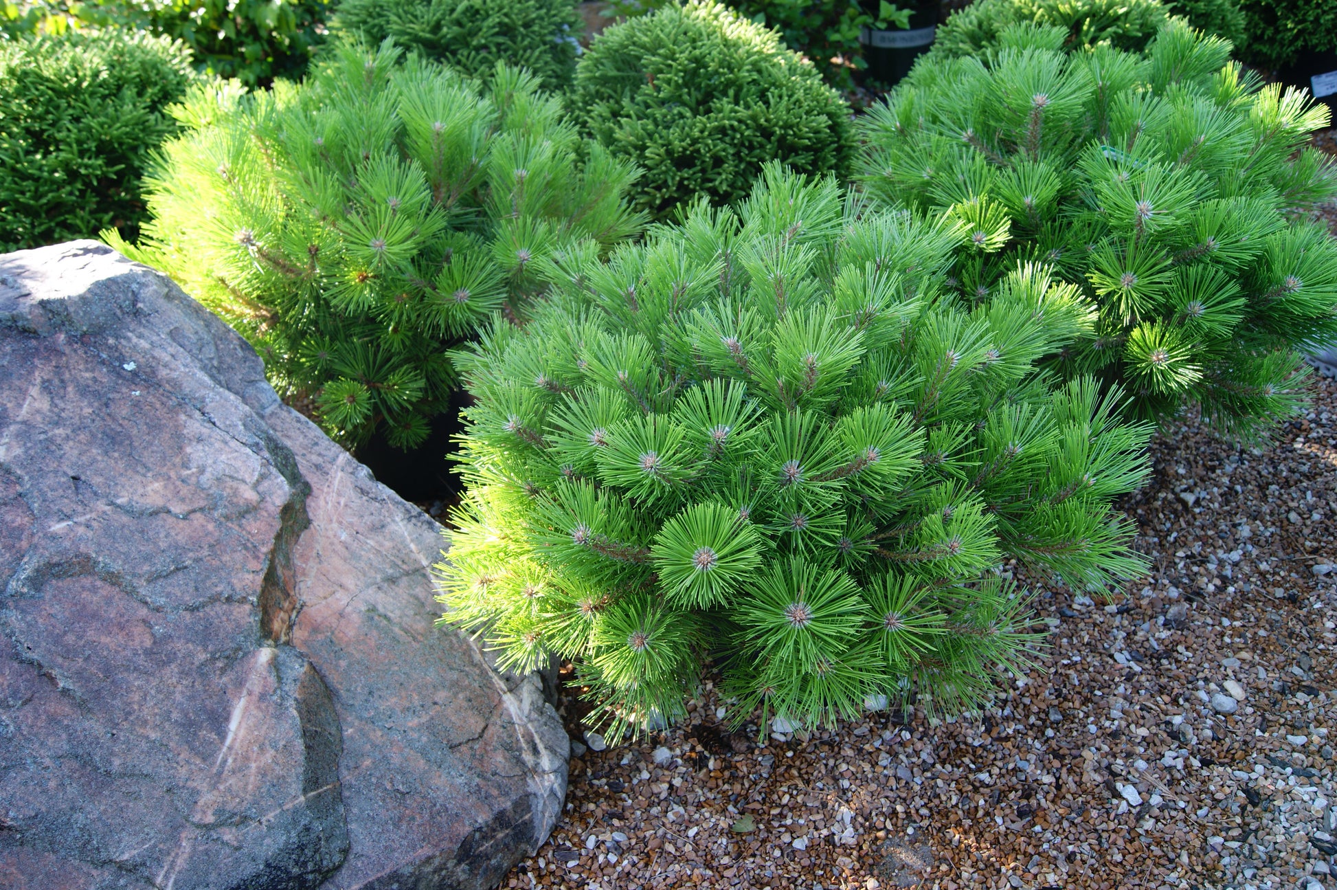 Сосна густоквіткова Лоу Глоу Pinus densiflora Low Glow Сосна густоквіткова Лоу Глоу Pinus densiflora Low Glow