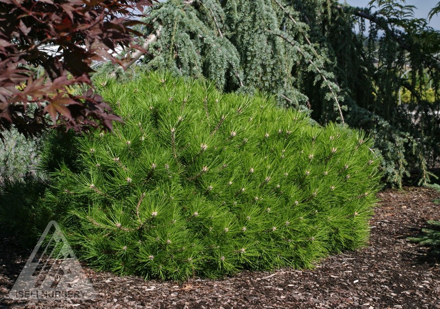 Сосна густоквіткова Лоу Глоу Pinus densiflora Low Glow Сосна густоквіткова Лоу Глоу Pinus densiflora Low Glow - Зображення 2