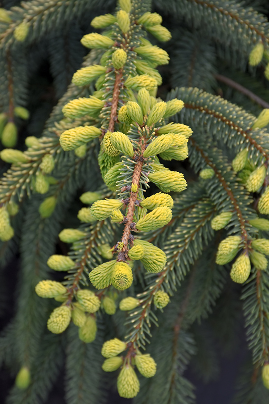 Ялина чорна Ауреа Picea Mariana Aurea Ялина чорна Ауреа Picea Mariana Aurea