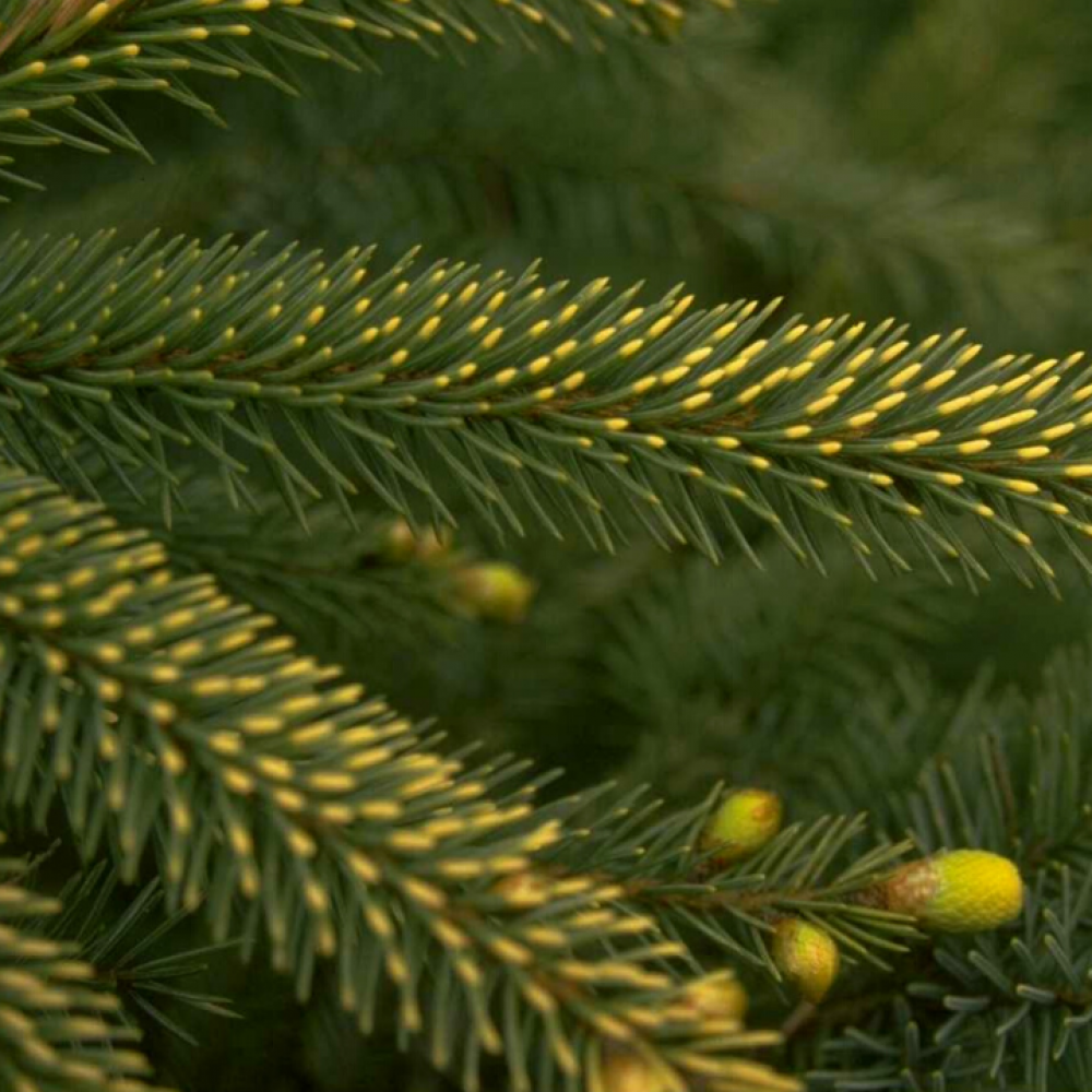Ялина чорна Ауреа Picea Mariana Aurea Ялина чорна Ауреа Picea Mariana Aurea - Зображення 2