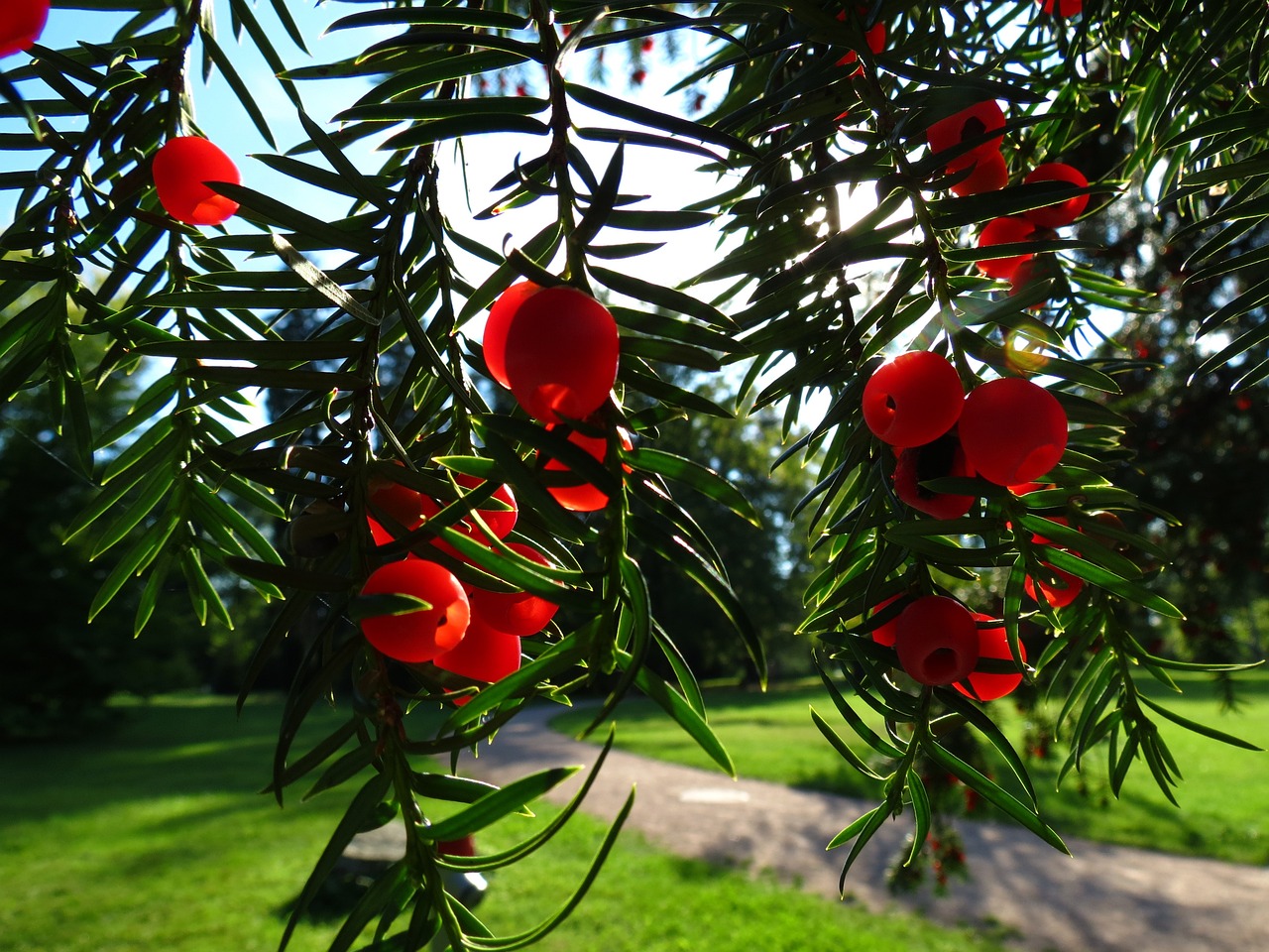 Тис ягідний Taxus baccata L. Тис ягідний Taxus baccata L. - Зображення 2