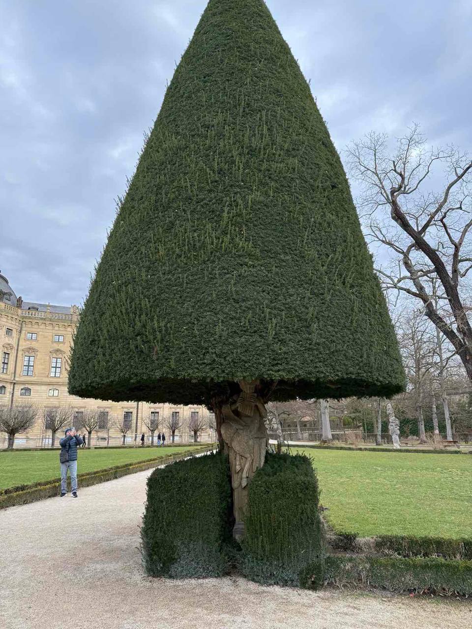 Тис ягідний Taxus baccata L. Тис ягідний Taxus baccata L.