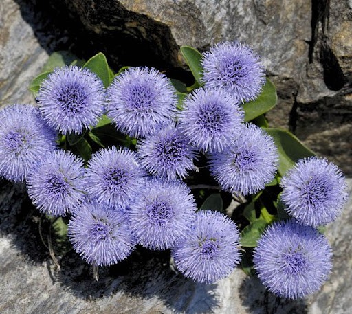 Глобулярія серцеподібнолиста Globularia cordifolia L. Глобулярія серцеподібнолиста Globularia cordifolia L. - Зображення 2