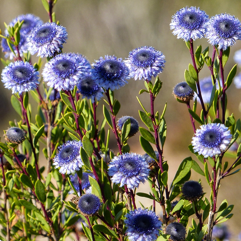 Глобулярія серцеподібнолиста Globularia cordifolia L. Глобулярія серцеподібнолиста Globularia cordifolia L.