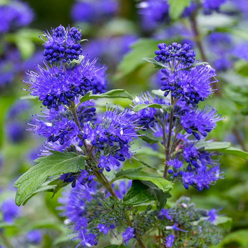 КАРІОПТЕРІС CARYOPTERIS КАРІОПТЕРІС CARYOPTERIS