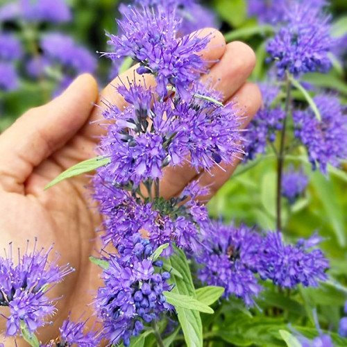 КАРІОПТЕРІС CARYOPTERIS КАРІОПТЕРІС CARYOPTERIS - Зображення 2