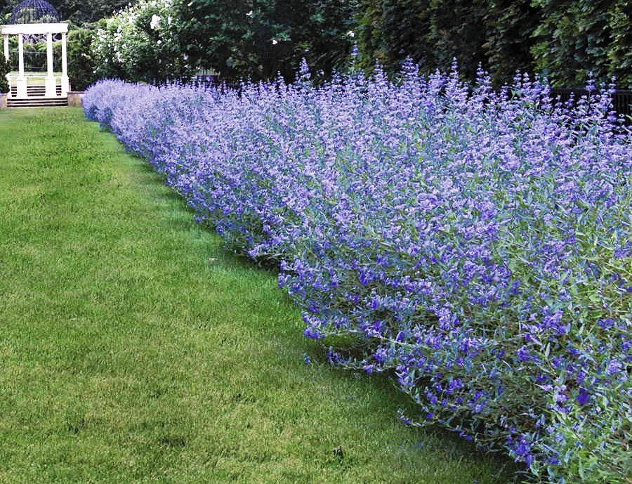 КАРІОПТЕРІС CARYOPTERIS КАРІОПТЕРІС CARYOPTERIS - Зображення 3